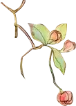 Trending PNG - Rose - rose
