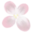 Cherry Blossom - High Resolution PNG - spring - Pic 5
