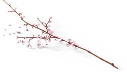 Cherry Blossom Branch - pink - Designer's Pick PNG