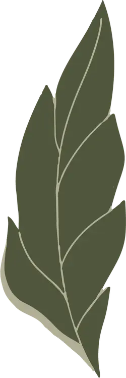 Leaf - Free PNG - branch