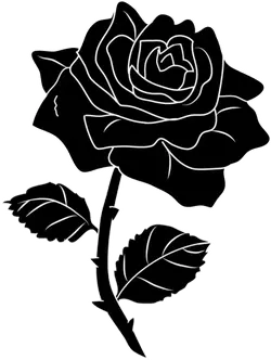 Rose - line drawing - High Download Count PNG