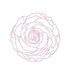 Rose - line drawing - PNG
