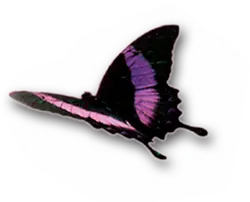 Purple Butterfly - outline - Lossless PNG
