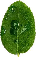 Green Leaf - water drops - Popular Download PNG