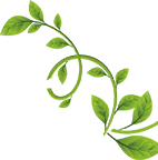 Vine - Lossless PNG