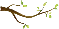 Branch - leaves - branch - Transparent Background PNG
