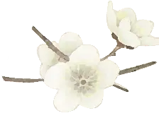 Plum Blossom - Trending PNG - PNG Images