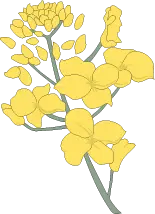 Rapeseed Flower - High Download Count PNG