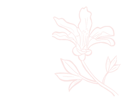 Lily - line drawing - PNG Images