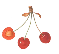 Cherry - fruit - Lossless PNG