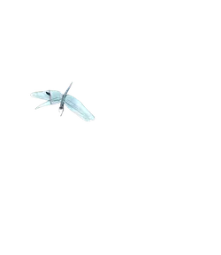 Dragonfly - flying insect - wings - PNG