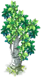 Betula - growth - High Resolution PNG