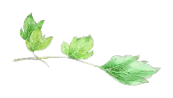 Elderberry leaf - leaf - High Resolution PNG
