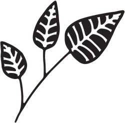 Clover - growth - leaf - Free Download PNG