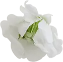 White Flower - High Resolution PNG - plant