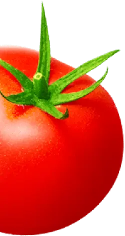 Tomato - red - plant - Transparent Background PNG