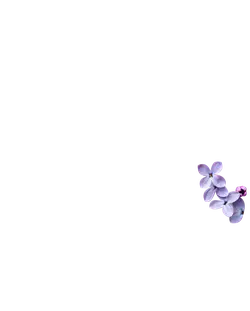 Lilac - purple - nature - Transparent Background PNG