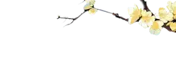 Plum Blossom - spring - flower - PNG