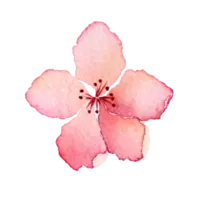 Cherry Blossom - PNG Images - Recommended PNG