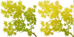 Maple Tree - plant - autumn - Free Download PNG