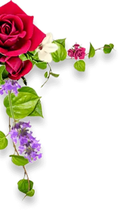 Red Rose and Wisteria - plant - Transparent Layer PNG