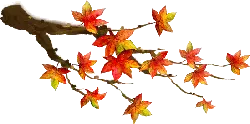 Maple Branch - illustration - PNG Images