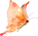 Butterfly - beautiful - Free for Commercial Use PNG