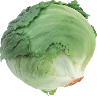 Lettuce - fresh - nutritious - Transparent Layer PNG