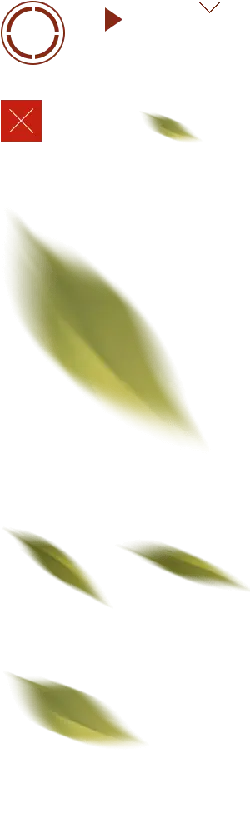 Leaf - shape - Transparent Layer PNG
