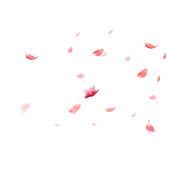 Pink Petals Falling - falling - PNG