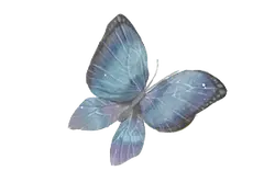 Common Rose - High Resolution PNG