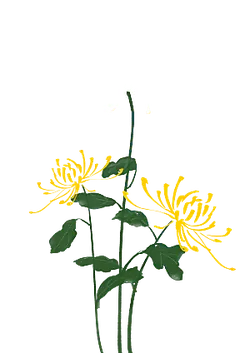 Chrysanthemum - white - plant - No Background PNG