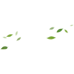 Leaves Falling - falling - Trending PNG