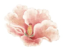 Peach Blossom - No Watermark PNG - PNG