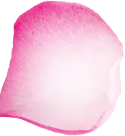 Rose Petal - soft - Lossless PNG