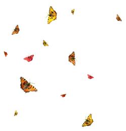 Butterflies - butterfly - Transparent Background PNG