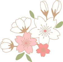 Cherry Blossom - white - Transparent Layer PNG