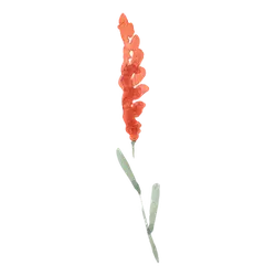 Red Flower - beautiful - PNG
