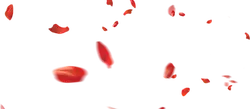 Red Petals - background - No Watermark PNG