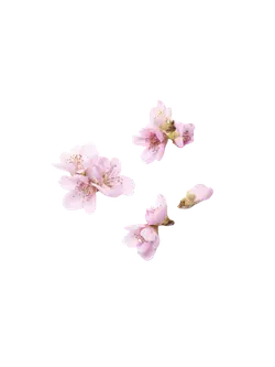 Cherry Blossom - Popular Download PNG - beautiful