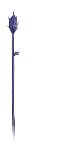 Purple Bud - photography - Free Download PNG