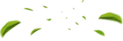 Rotating Leaves - green - Transparent Layer PNG