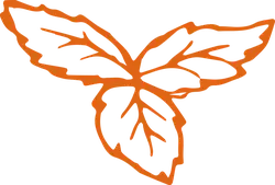 Clover - growth - PNG