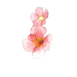 Peach Blossom - Transparent Layer PNG - PNG