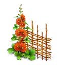 Sweet William - plant - PNG Images
