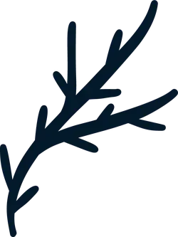 Pine Branch - nature - ecology - High Resolution PNG