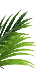Palm Leaf - Trending PNG - Designer's Pick PNG