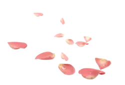 Pink Petals - High Download Count PNG - High Resolution PNG