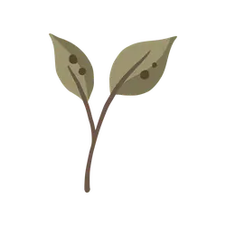 Two Leaves - PNG