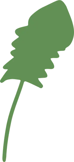Maple Leaf - nature - ecology - No Background PNG
